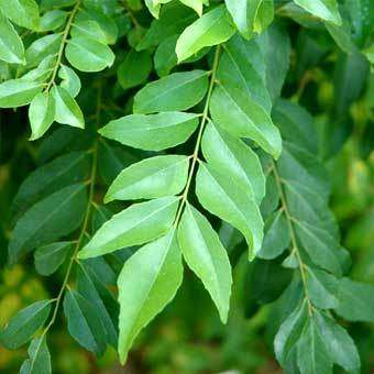 Curry Leaf Tree - Murraya Koenigii - Indian Spice / Culinary Herb - 5 Seeds