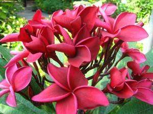 Plumeria - Frangipani - "Red Apple" - Succulent Shrub - 3 Seeds