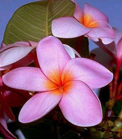 Plumeria - Frangipani - "Anondao" - Succulent Shrub - 3 Seeds