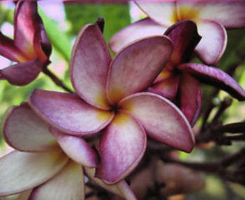 Plumeria - Frangipani - "Violet Cloud" - Exotic Succulent Shrub - 3 Seeds