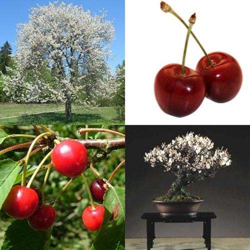 *** NEW *** Mazzard Cherry - Red Cherry - Edible Fruit Tree - Grow your own Cherries! - 5 Seeds