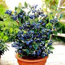 *** RARE *** Dwarf Blueberry - Fruit Shrub - 5 Seeds - Full sized blueberries on a potted plant!