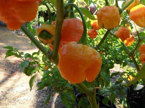 *** RARE *** Yellow Trinidad Moruga Scorpion - The Worlds Hottest Chilli Pepper - 5 Seeds