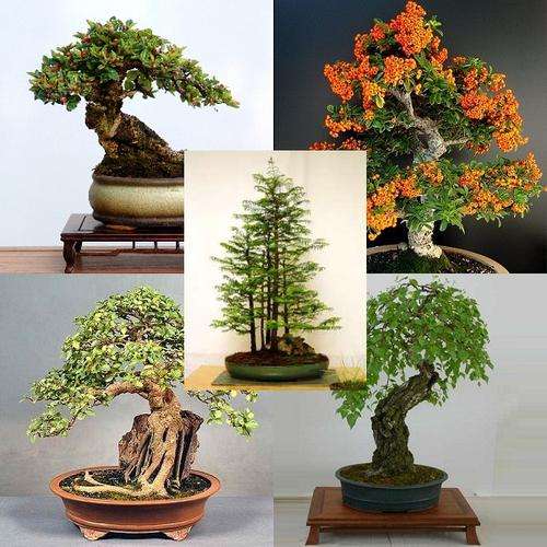 Mini Bonsai Pack "C" - 5 Varieties - 25 Fresh Seeds, Redwood, Rockspray, Buckthorn, Betula & Ficus