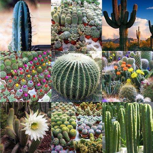 *** RARE *** Premium Cactus Collection - The worlds Rarest & Largest Cacti - Succulents - 100 Seeds