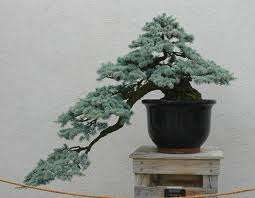 Blue Atlas Cedar - Cedrus Atlantica Glauca - 5 Seeds - Perfect Bonsai Specimen PLUS E-Book