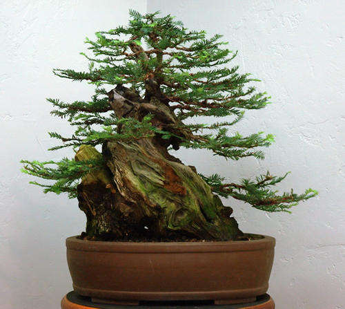 Sequoia Sempervirens - Coast Redwood - 5 Seeds - Perfect Bonsai Specimen PLUS E-Book