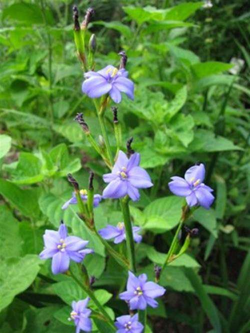 Aristea Angolensis - 5 Seeds - Indigenous Bulb - Stunning