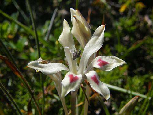 Babiana Tubiflora - 5 Seeds - Indigenous Bulb - Worldwide Shipping