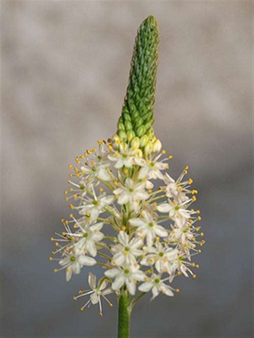 Bulbinella Eburniflora - 10 Seeds - Indigenous Bulb - Worldwide Shipping