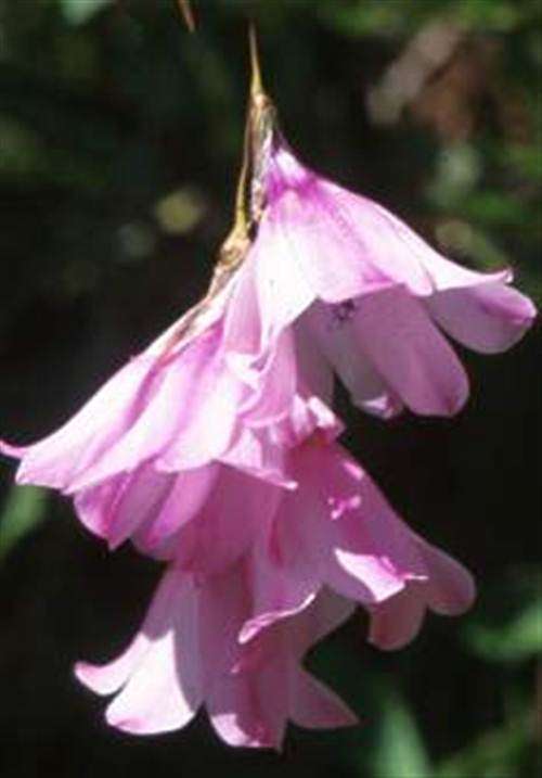 Dierama Pendulum Seeds - Indigenous Bulbous Plant - Fairy Fishing Rods