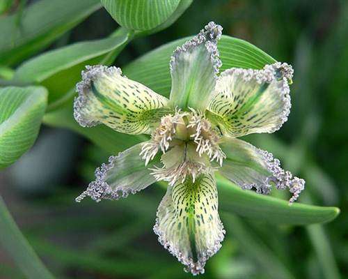 Ferraria Ferrariola - 5 Seeds - " Gifuintjie " Indigenous Bulb - Stunning