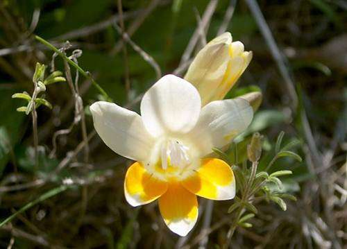 Freesia Caryophyllacea - 10 Seeds - Indigenous South African Bulb - Massive Range