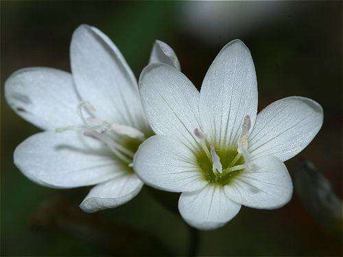 Geissorhiza Inconspicua - 5 Seeds - Indigenous Bulb - Stunning