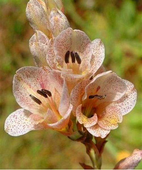 Gladiolus Crassifolius - 10 Seeds - Indigenous South African Bulb - Massive Range