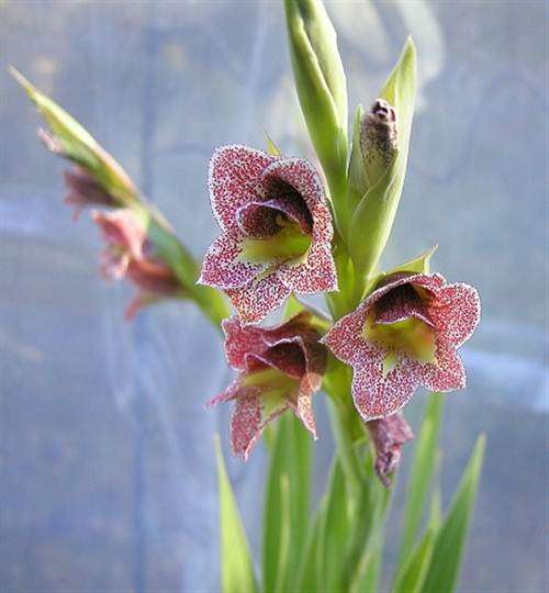 Gladiolus Ecklonii - 20 Seeds - Indigenous South African Bulb - Global Shipping