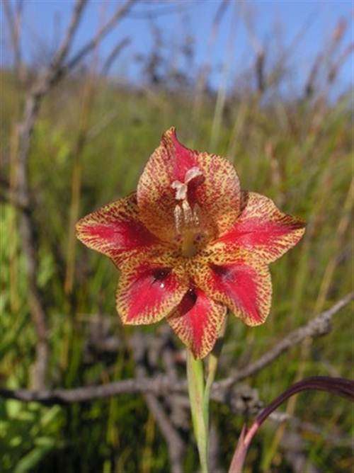 Gladiolus Emiliae Seeds - Indigenous Bulbous Plant - Worldwide Shipping