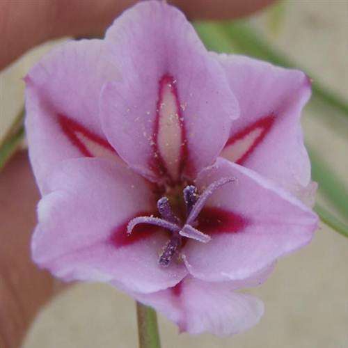 Gladiolus Gueinzii - 5 Seeds - Indigenous Bulbous Plant - International Shipping