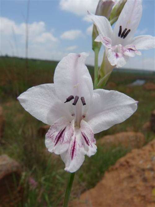 Gladiolus Malvinus Seeds - Indigenous South African Bulb - Worldwide Shipping
