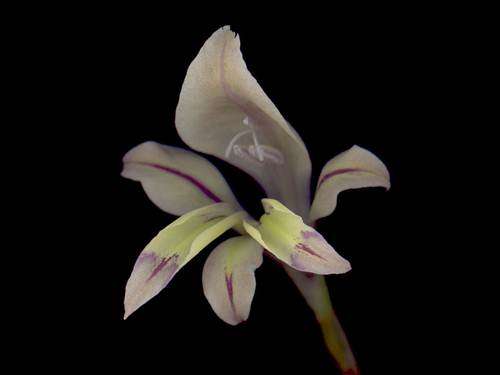 Gladiolus Permeabilis Seeds - Indigenous Bulb - International Shipping