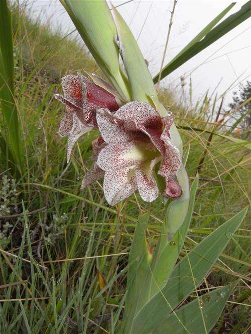 Gladiolus Sericeovillosus - 5 Seeds - Indigenous South African Bulb - Stunning