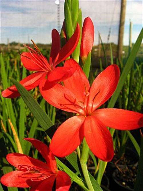 Hesperantha Coccinea Seeds - "Scarlet River Lily" Indigenous Bulb - Stunning