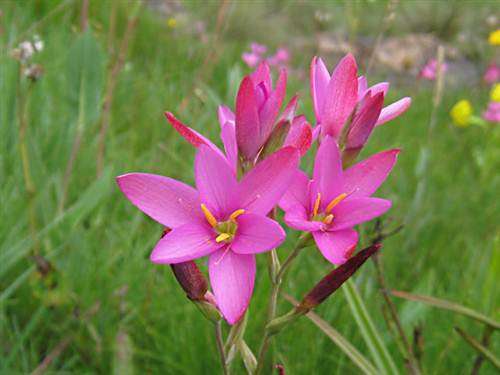 Hesperantha Grandiflora Seeds - Indigenous Bulbous Plant - Massive Range