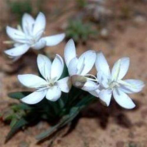 Hesperantha Hantamensis - 20 Seeds - Indigenous South African Bulb - Beautiful