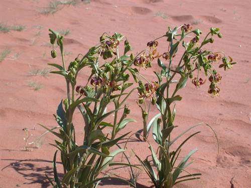 Hexacyrtis Dickiana Seeds - Indigenous South African Bulb - Worldwide Shipping