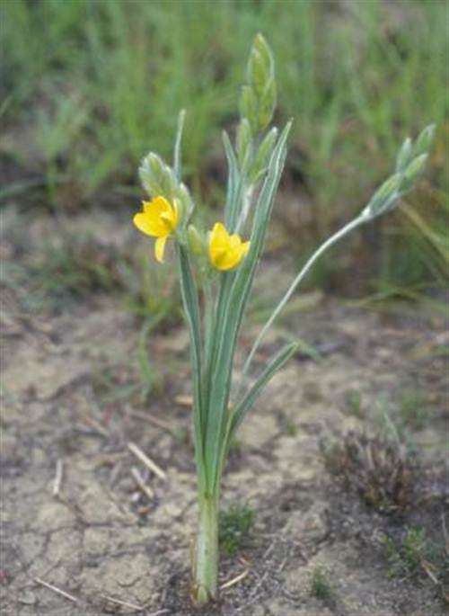 Hypoxis Colchicifolia Seeds - Indigenous Bulbous Plant - Massive Range
