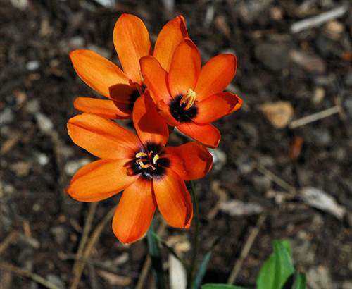 Ixia Dubia Seeds - Indigenous South African Bulb - Massive Range