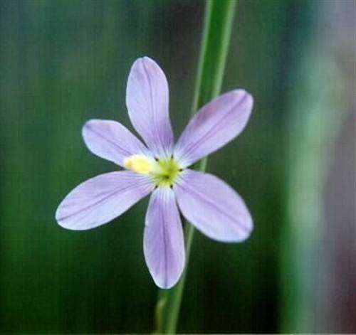 Ixia Marginifolia Seeds - Indigenous Bulb - Global Shipping