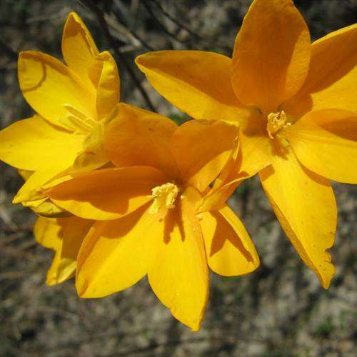 Ixia Odorata Seeds - "Geelkalossie" Indigenous Bulb - Worldwide Shipping