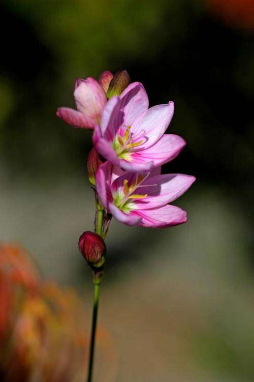 Ixia Orientalis Seeds - Indigenous Bulbous Plant - Massive Range