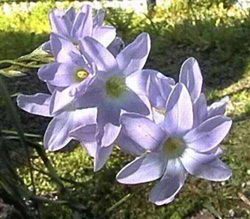 Ixia Thomasiae Seeds - Indigenous Bulbous Plant - Massive Range