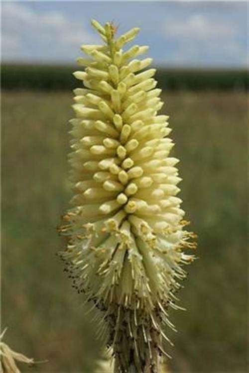 Kniphofia Albescens Seeds - Indigenous Bulbous Plant - Global Shipping