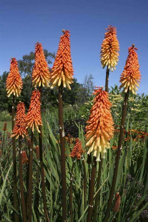 Kniphofia Stricta - 5 Seeds - Indigenous South African Bulb - Stunning