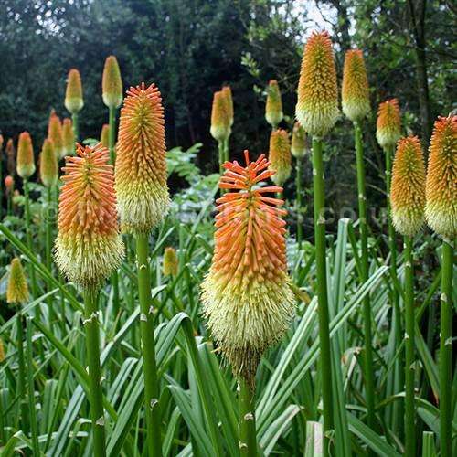 Kniphofia Tysonii Tysonii Seeds - Indigenous Bulbous Plant - Massive Range