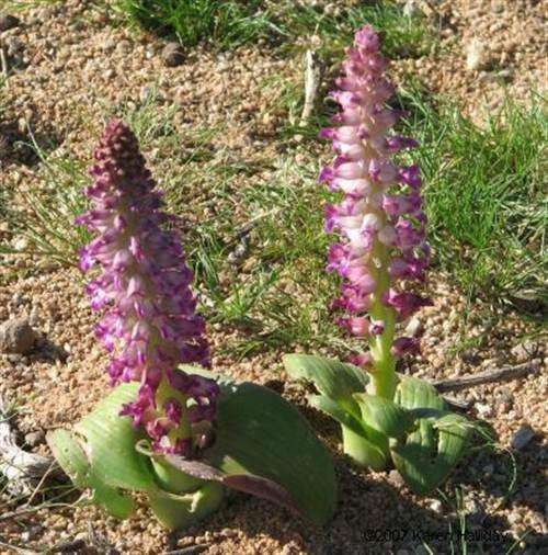 Lachenalia Alba Seeds - Indigenous South African Bulb - International Shipping
