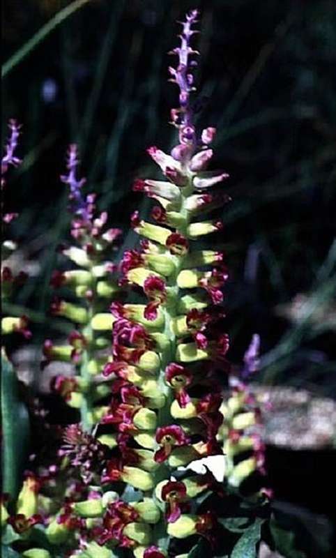 Lachenalia Framesii Seeds - Indigenous Bulbous Plant - Massive Range
