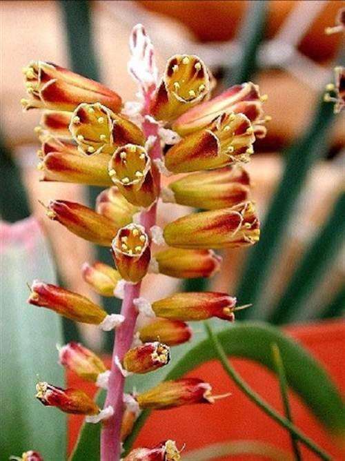 Lachenalia Isopetala Seeds - Indigenous Bulbous Plant - International Shipping