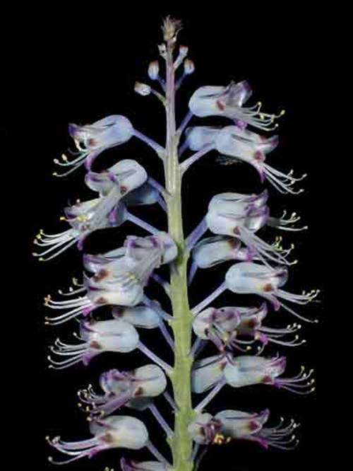 Lachenalia Stayneri - 10 Seeds - Indigenous South African Bulb - Worldwide Shipping