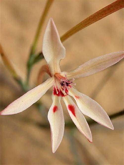 Lapeirousia Anceps Seeds - Indigenous Bulbous Plant - Stunning