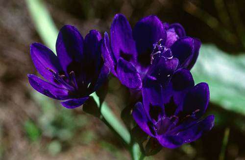 Lapeirousia Azurea Seeds - Indigenous South African Bulb - Massive Range