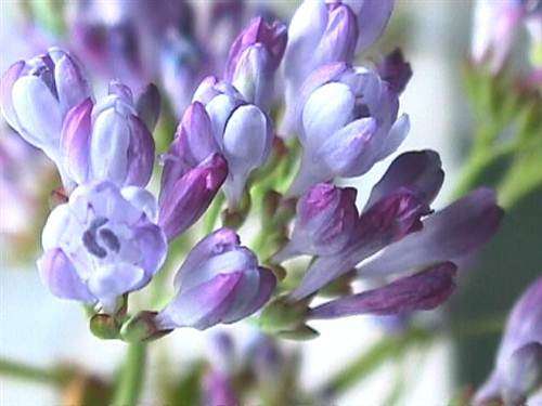Lapeirousia Corymbosa Seeds - Indigenous Bulbous Plant - International Shipping