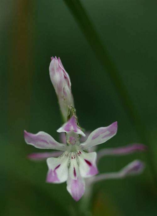 Lapeirousia Divaricata Seeds - Indigenous South African Bulb - Global Shipping