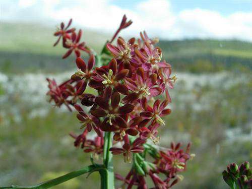 Lapeirousia Micrantha Seeds - Indigenous South African Bulb - Stunning