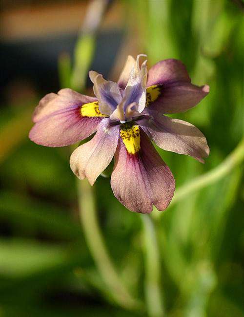 Moraea Vegeta Seeds - Indigenous Bulbous Plant - International Shipping