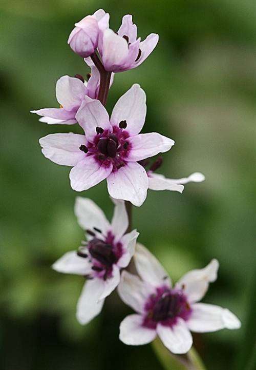 Onixotis / Wurmbea Stricta - 5 Seeds - Indigenous South African Bulb - Global Shipping