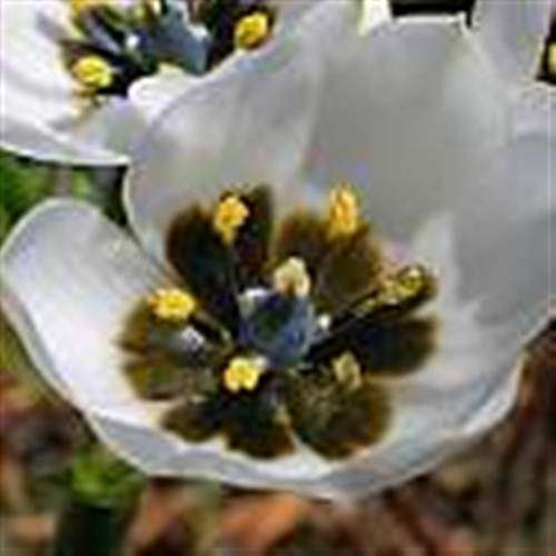Ornithogalum Ceresianum - 10 Seeds - Indigenous Bulbous Plant - Worldwide Shipping
